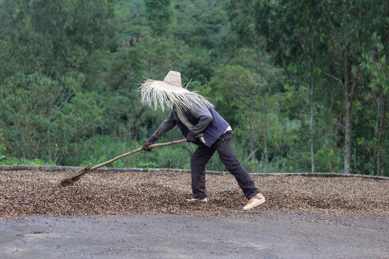 Bombe Abore G1 - výberová káva