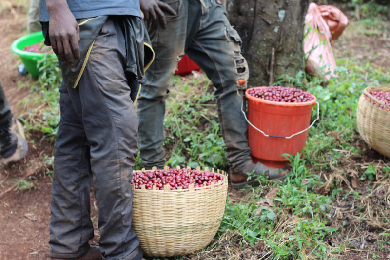 Bombe Abore G1 - výberová káva