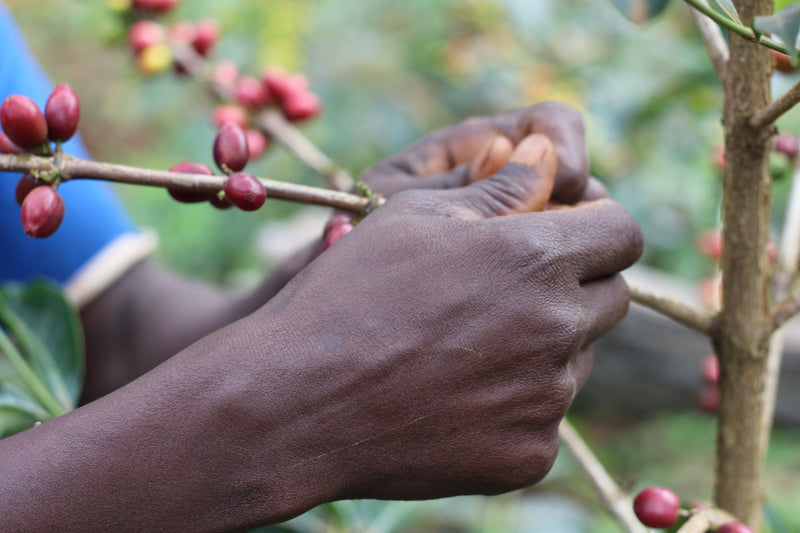 Bombe Abore G1 - výberová káva
