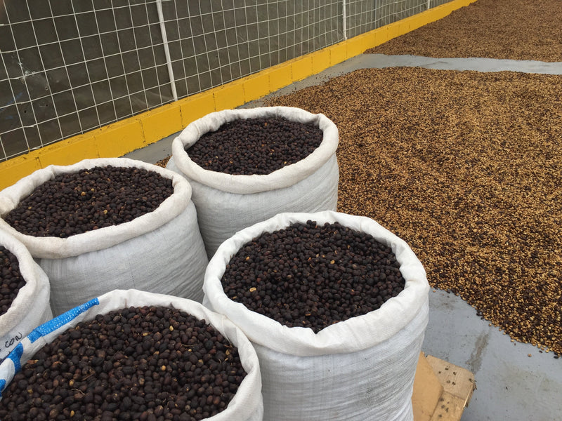 Las Lajas Milenio Honey - výberová káva