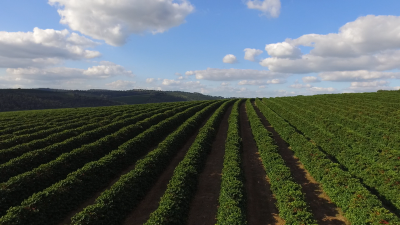 FAZENDA SALTO výberová káva